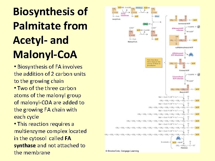 Biosynthesis of Palmitate from Acetyl- and Malonyl-Co. A • Biosynthesis of FA involves the