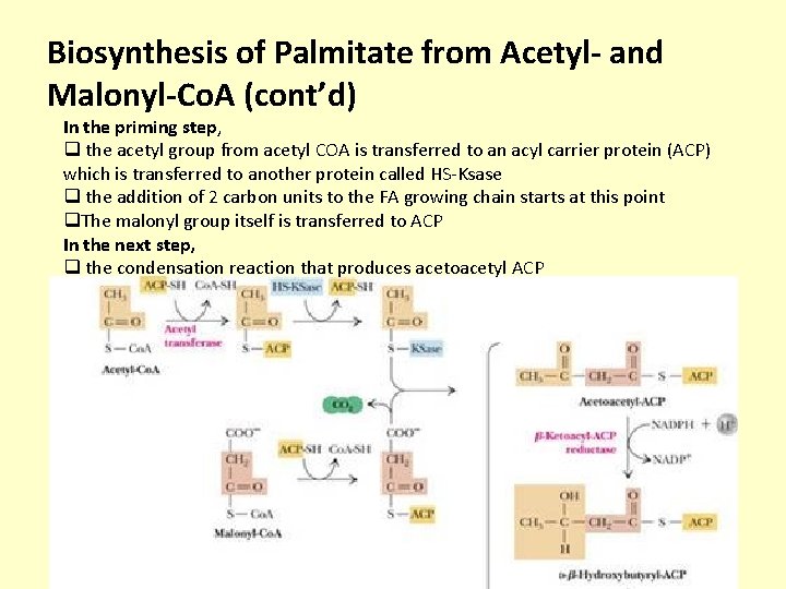 Biosynthesis of Palmitate from Acetyl- and Malonyl-Co. A (cont’d) In the priming step, q