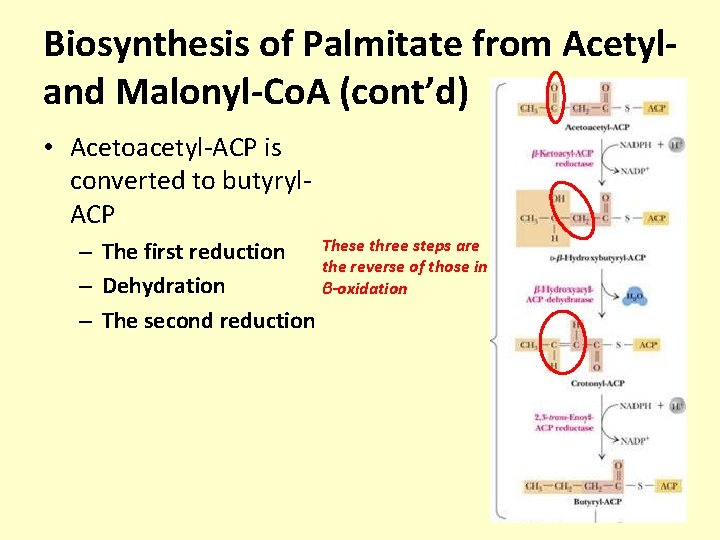 Biosynthesis of Palmitate from Acetyland Malonyl-Co. A (cont’d) • Acetoacetyl-ACP is converted to butyryl.