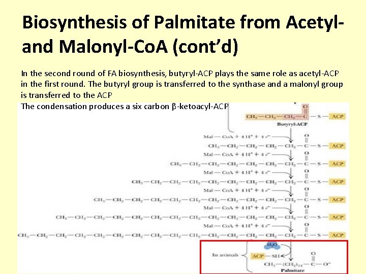 Biosynthesis of Palmitate from Acetyland Malonyl-Co. A (cont’d) In the second round of FA