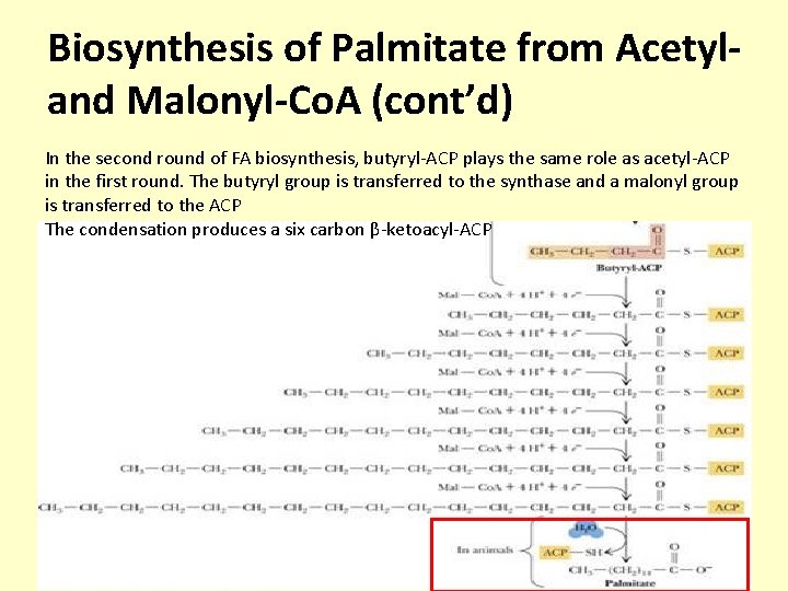 Biosynthesis of Palmitate from Acetyland Malonyl-Co. A (cont’d) In the second round of FA