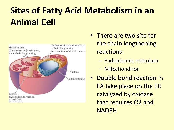 Sites of Fatty Acid Metabolism in an Animal Cell • There are two site