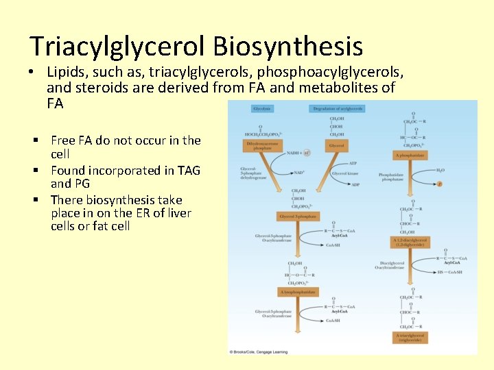 Triacylglycerol Biosynthesis • Lipids, such as, triacylglycerols, phosphoacylglycerols, and steroids are derived from FA