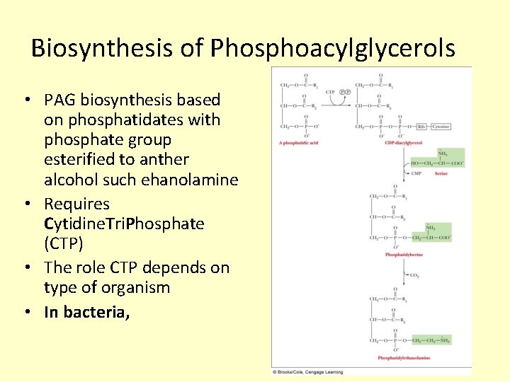 Biosynthesis of Phosphoacylglycerols • PAG biosynthesis based on phosphatidates with phosphate group esterified to