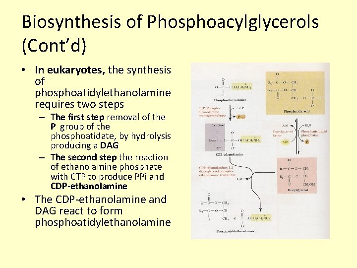 Biosynthesis of Phosphoacylglycerols (Cont’d) • In eukaryotes, the synthesis of phosphoatidylethanolamine requires two steps