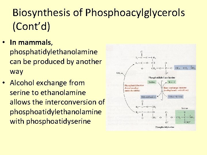 Biosynthesis of Phosphoacylglycerols (Cont’d) • In mammals, phosphatidylethanolamine can be produced by another way