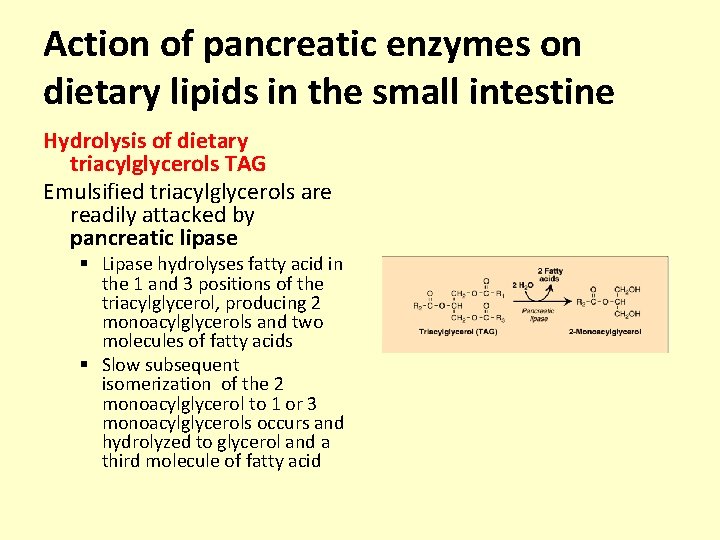 Action of pancreatic enzymes on dietary lipids in the small intestine Hydrolysis of dietary