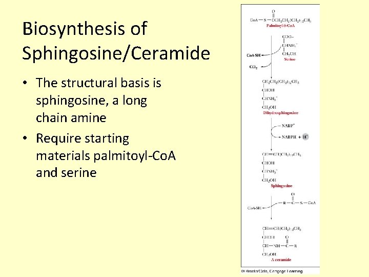 Biosynthesis of Sphingosine/Ceramide • The structural basis is sphingosine, a long chain amine •