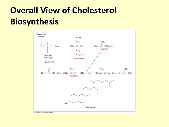 Overall View of Cholesterol Biosynthesis 