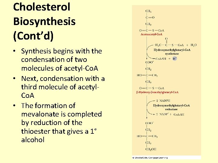 Cholesterol Biosynthesis (Cont’d) • Synthesis begins with the condensation of two molecules of acetyl-Co.