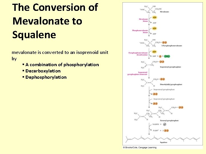 The Conversion of Mevalonate to Squalene mevalonate is converted to an isoprenoid unit by