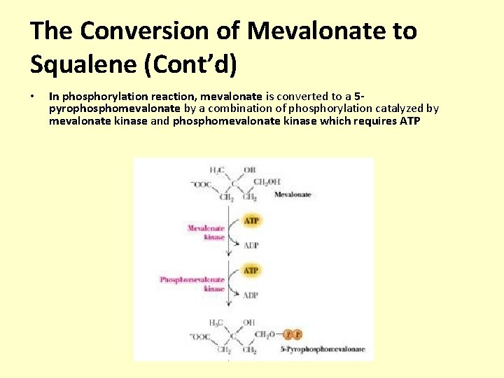 The Conversion of Mevalonate to Squalene (Cont’d) • In phosphorylation reaction, mevalonate is converted