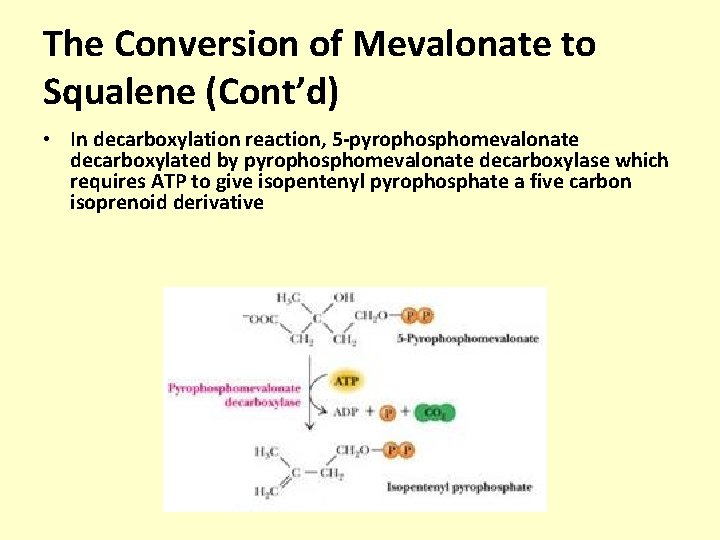 The Conversion of Mevalonate to Squalene (Cont’d) • In decarboxylation reaction, 5 -pyrophosphomevalonate decarboxylated