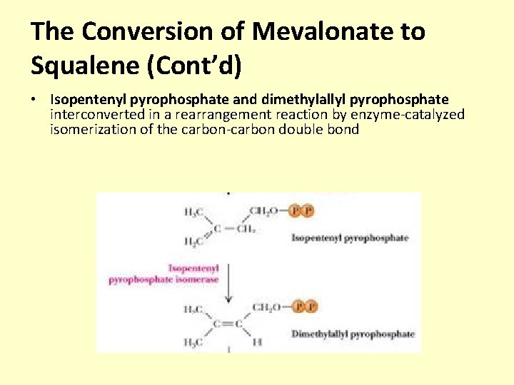 The Conversion of Mevalonate to Squalene (Cont’d) • Isopentenyl pyrophosphate and dimethylallyl pyrophosphate interconverted