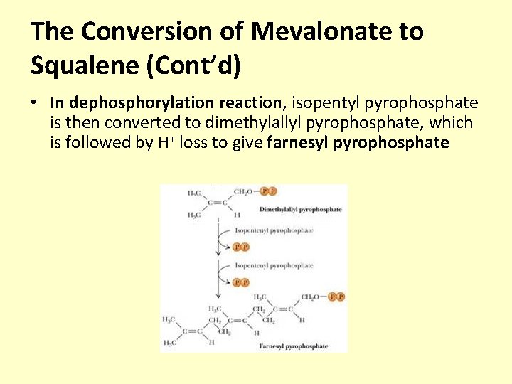 The Conversion of Mevalonate to Squalene (Cont’d) • In dephosphorylation reaction, isopentyl pyrophosphate is