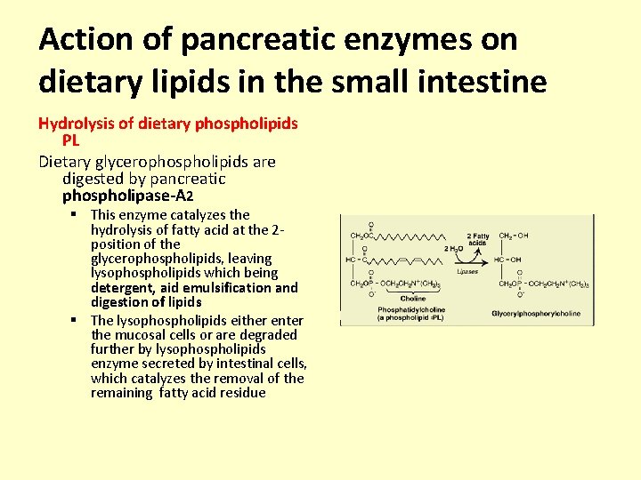 Action of pancreatic enzymes on dietary lipids in the small intestine Hydrolysis of dietary