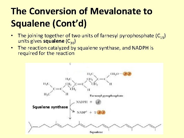 The Conversion of Mevalonate to Squalene (Cont’d) • The joining together of two units