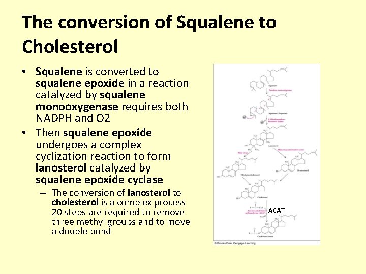 The conversion of Squalene to Cholesterol • Squalene is converted to squalene epoxide in