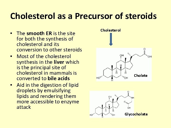 Cholesterol as a Precursor of steroids • The smooth ER is the site for
