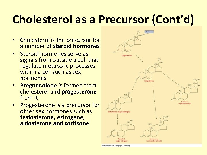 Cholesterol as a Precursor (Cont’d) • Cholesterol is the precursor for a number of