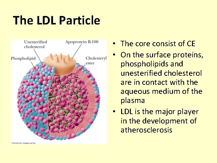 The LDL Particle • The core consist of CE • On the surface proteins,