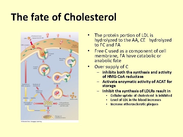 The fate of Cholesterol • The protein portion of LDL is hydrolyzed to the