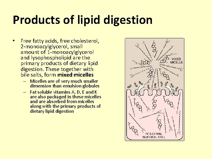 Products of lipid digestion • Free fatty acids, free cholesterol, 2 -monoacylglycerol, small amount