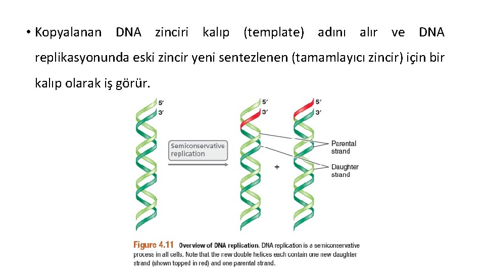 • Kopyalanan DNA zinciri kalıp (template) adını alır ve DNA replikasyonunda eski zincir