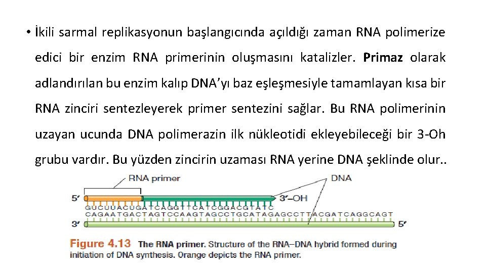  • İkili sarmal replikasyonun başlangıcında açıldığı zaman RNA polimerize edici bir enzim RNA