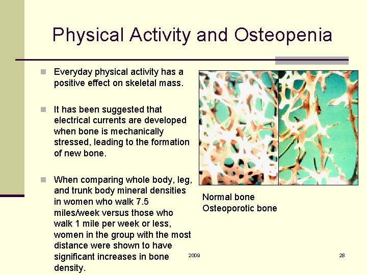 Physical Activity and Osteopenia n Everyday physical activity has a positive effect on skeletal
