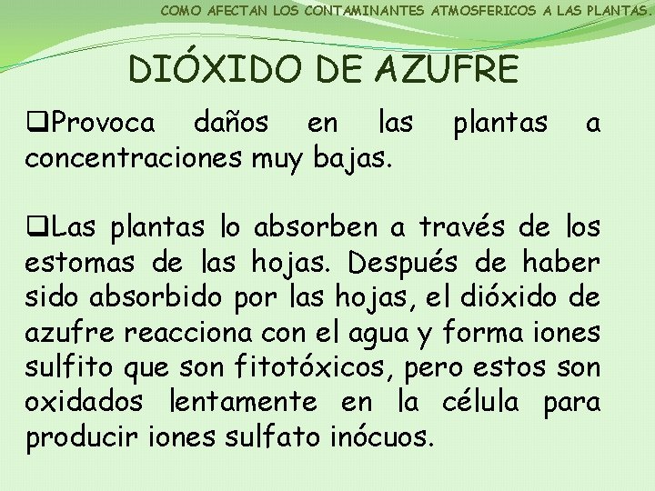 COMO AFECTAN LOS CONTAMINANTES ATMOSFERICOS A LAS PLANTAS. DIÓXIDO DE AZUFRE q. Provoca daños