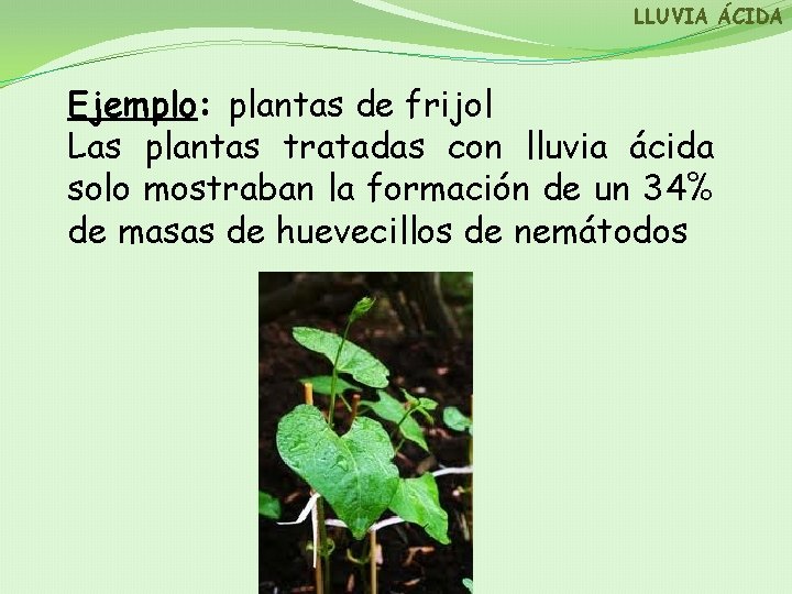 LLUVIA ÁCIDA Ejemplo: plantas de frijol Las plantas tratadas con lluvia ácida solo mostraban