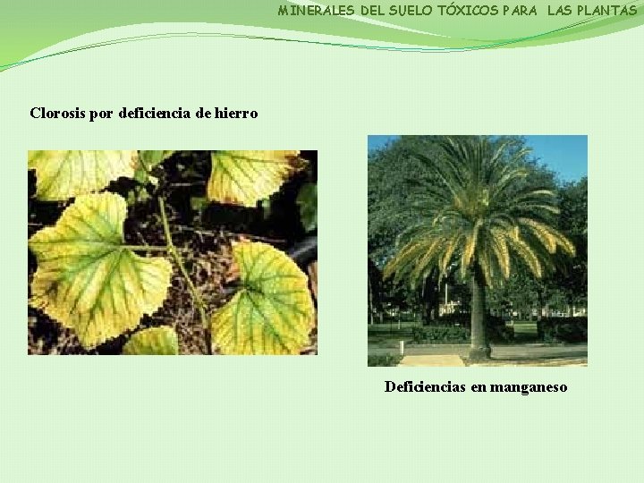 MINERALES DEL SUELO TÓXICOS PARA LAS PLANTAS Clorosis por deficiencia de hierro Deficiencias en