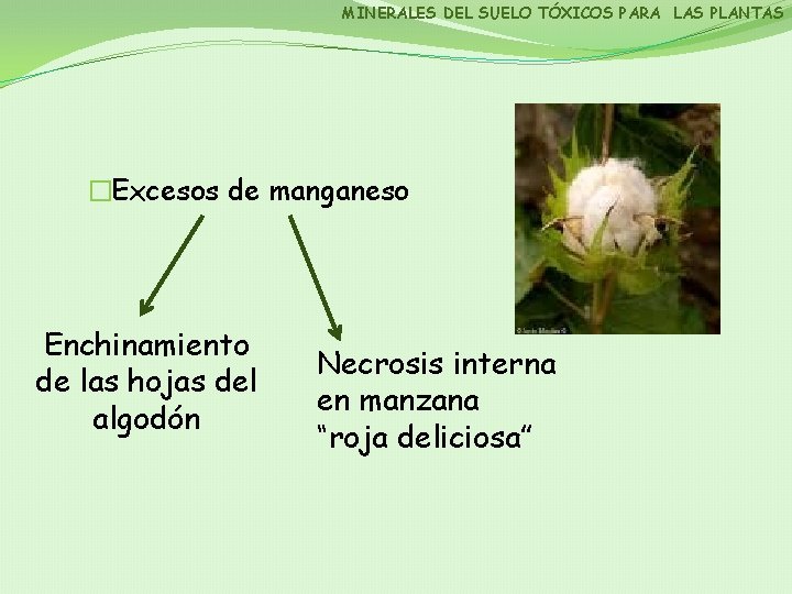 MINERALES DEL SUELO TÓXICOS PARA LAS PLANTAS �Excesos de manganeso Enchinamiento de las hojas