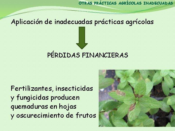 OTRAS PRÁCTICAS AGRÍCOLAS INADECUADAS Aplicación de inadecuadas prácticas agrícolas PÉRDIDAS FINANCIERAS Fertilizantes, insecticidas y