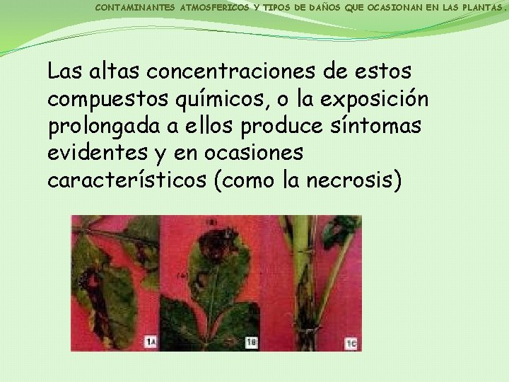 CONTAMINANTES ATMOSFERICOS Y TIPOS DE DAÑOS QUE OCASIONAN EN LAS PLANTAS. Las altas concentraciones