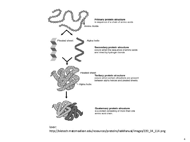 Izvor: http: //biotech. matcmadison. edu/resources/proteins/lab. Manual/images/220_04_114. png 4 