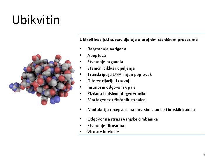 Ubikvitinacijski sustav djeluje u brojnim staničnim procesima • • • Razgradnja antigena Apoptozu Stvaranje