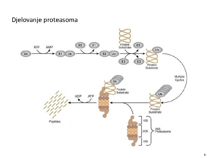 Djelovanje proteasoma 8 