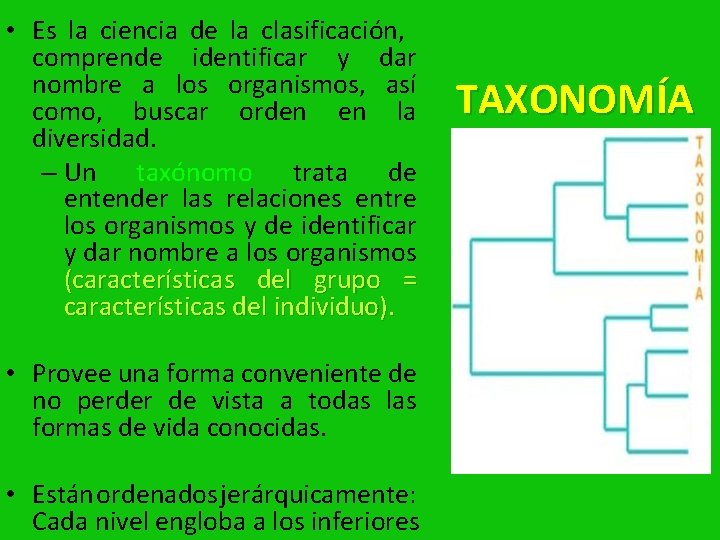  • Es la ciencia de la clasificación, comprende identificar y dar nombre a