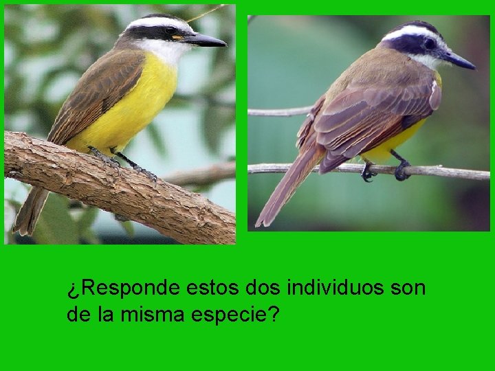 ¿Responde estos dos individuos son de la misma especie? 