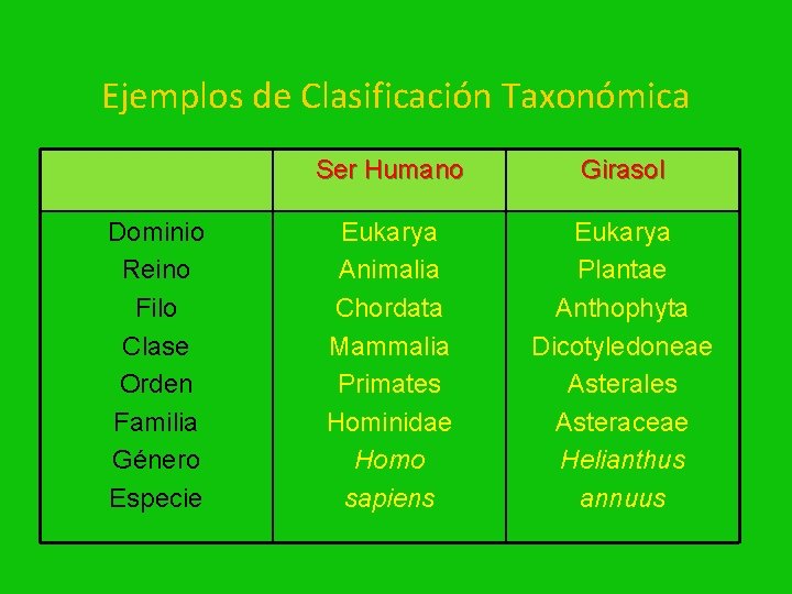 Ejemplos de Clasificación Taxonómica Dominio Reino Filo Clase Orden Familia Género Especie Ser Humano