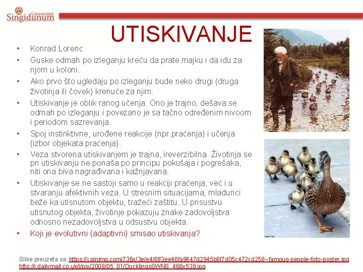  • • UTISKIVANJE Konrad Lorenc Guske odmah po izleganju kreću da prate majku