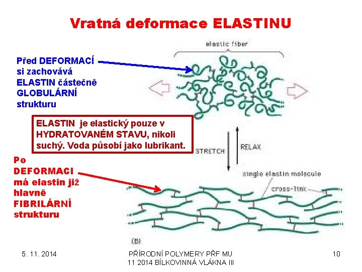 Vratná deformace ELASTINU Před DEFORMACÍ si zachovává ELASTIN částečně GLOBULÁRNÍ strukturu ELASTIN je elastický