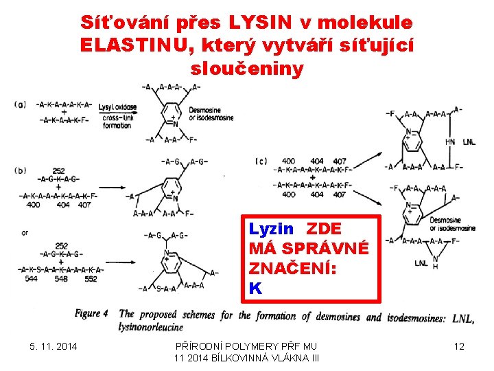 Síťování přes LYSIN v molekule ELASTINU, který vytváří síťující sloučeniny Lyzin ZDE MÁ SPRÁVNÉ