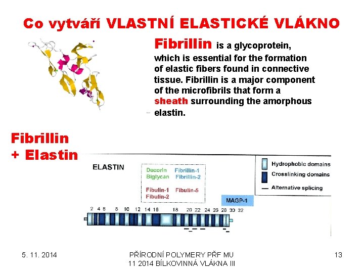 Co vytváří VLASTNÍ ELASTICKÉ VLÁKNO Fibrillin is a glycoprotein, which is essential for the