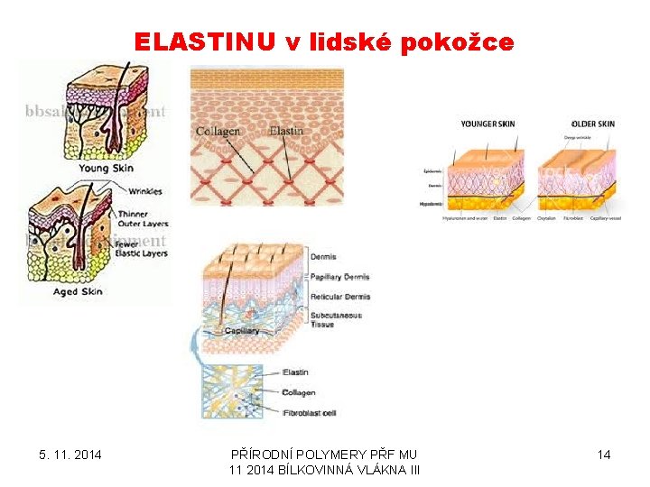 ELASTINU v lidské pokožce 5. 11. 2014 PŘÍRODNÍ POLYMERY PŘF MU 11 2014 BÍLKOVINNÁ