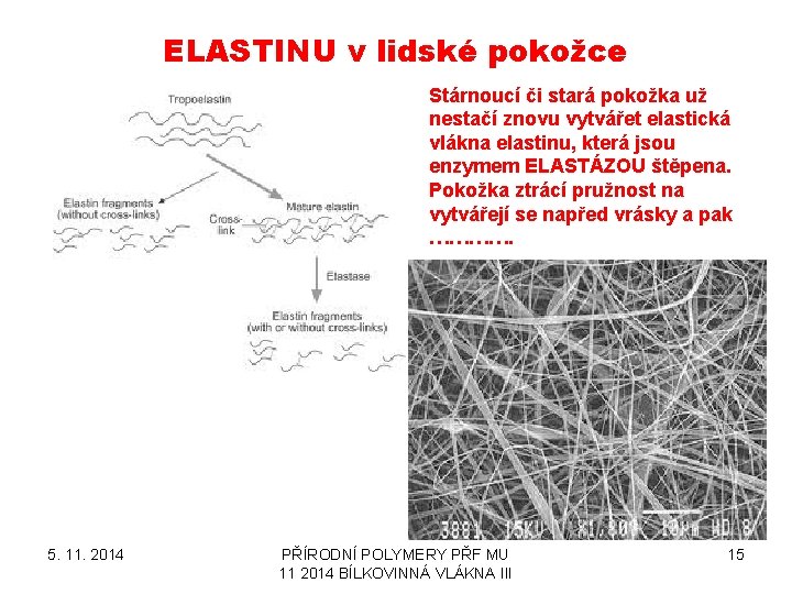 ELASTINU v lidské pokožce Stárnoucí či stará pokožka už nestačí znovu vytvářet elastická vlákna