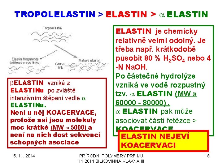 TROPOLELASTIN > a ELASTIN b. ELASTIN vzniká z ELASTINu po zvláště intenzivním štěpení vedle