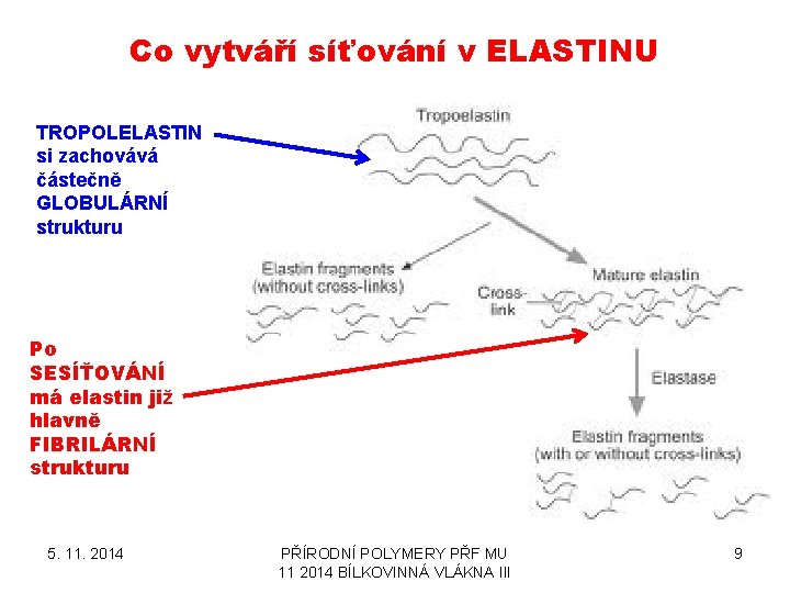 Co vytváří síťování v ELASTINU TROPOLELASTIN si zachovává částečně GLOBULÁRNÍ strukturu Po SESÍŤOVÁNÍ má